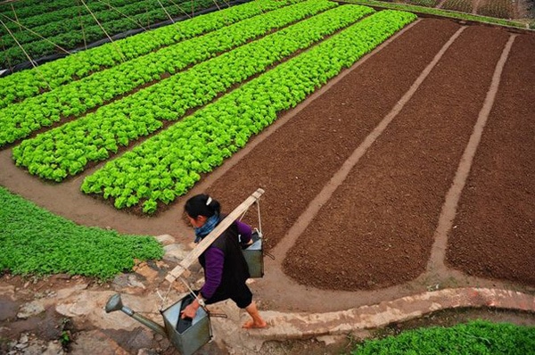 ruong rau XBJA - LAO CAI PROVINCE